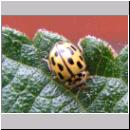 Propylea quatuordecimpunctata -Schwarzgefleckter Marienkaefer 06.jpg